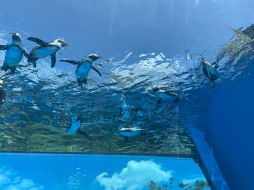 サンシャイン水族館に投稿された画像（2024/8/12）