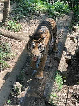 恩賜上野動物園に投稿された画像（2024/8/12）