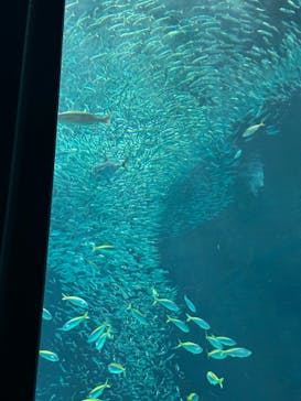 マリンワールド海の中道に投稿された画像（2024/8/12）