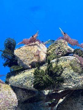 マリンワールド海の中道に投稿された画像（2024/8/12）