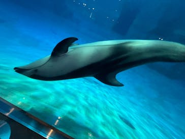 名古屋港水族館に投稿された画像（2024/8/12）