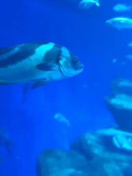アクアワールド茨城県大洗水族館に投稿された画像（2024/8/12）