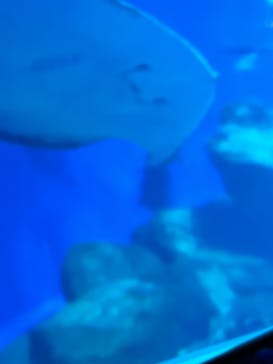 アクアワールド茨城県大洗水族館に投稿された画像（2024/8/12）