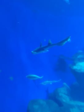 アクアワールド茨城県大洗水族館に投稿された画像（2024/8/12）