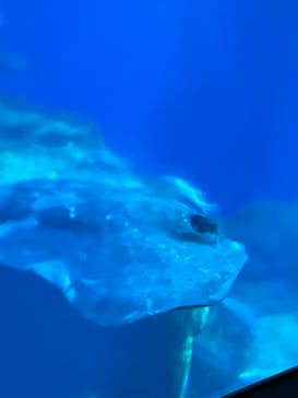 アクアワールド茨城県大洗水族館に投稿された画像（2024/8/12）