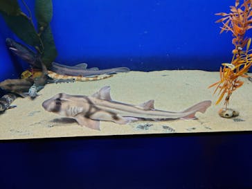 アクアワールド茨城県大洗水族館に投稿された画像（2024/8/12）