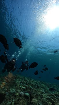 武藤潜水に投稿された画像（2024/8/12）