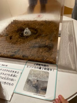 特別展「昆虫 MANIAC」（国立科学博物館）に投稿された画像（2024/8/12）