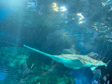 マクセル アクアパーク品川に投稿された画像（2024/8/12）