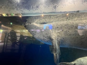 マクセル アクアパーク品川に投稿された画像（2024/8/12）