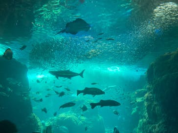 新江ノ島水族館に投稿された画像（2024/8/12）