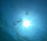 青の洞窟専門店　沖縄ダイビングショップ和に投稿された画像（2024/8/12）