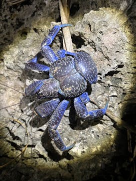 宮古島 ADVENTURE PiPi（ミヤコジマ アドベンチャー ピピ）に投稿された画像（2024/8/12）