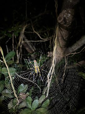 宮古島 ADVENTURE PiPi（ミヤコジマ アドベンチャー ピピ）に投稿された画像（2024/8/12）