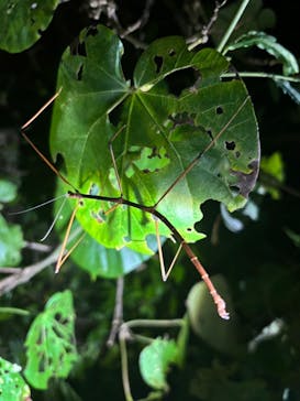 宮古島 ADVENTURE PiPi（ミヤコジマ アドベンチャー ピピ）に投稿された画像（2024/8/12）