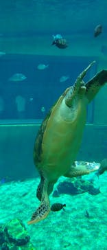 箱根園水族館に投稿された画像（2024/8/12）