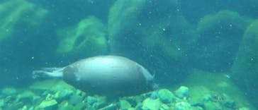 箱根園水族館に投稿された画像（2024/8/12）