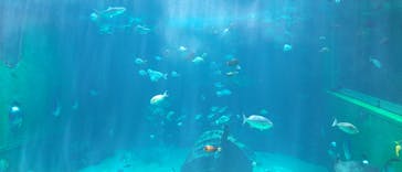 箱根園水族館に投稿された画像（2024/8/12）