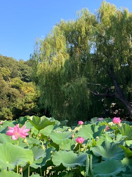 三溪園に投稿された画像（2024/8/12）