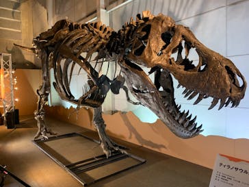 巨大恐竜展2024に投稿された画像（2024/8/12）