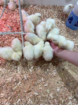 アニタッチアクアシティお台場に投稿された画像（2024/8/12）