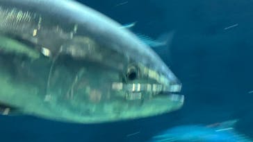 葛西臨海水族園に投稿された画像（2024/8/12）