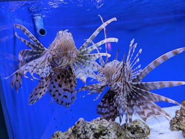 幼魚水族館に投稿された画像（2024/8/12）
