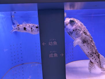 幼魚水族館に投稿された画像（2024/8/12）