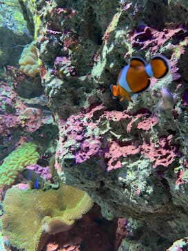 サンシャイン水族館に投稿された画像（2024/8/12）