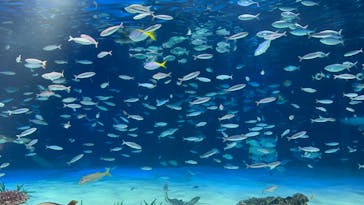 サンシャイン水族館に投稿された画像（2024/8/12）