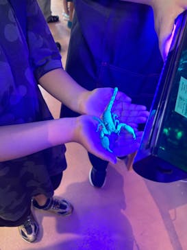 いきもの探検隊上尾に投稿された画像（2024/8/12）