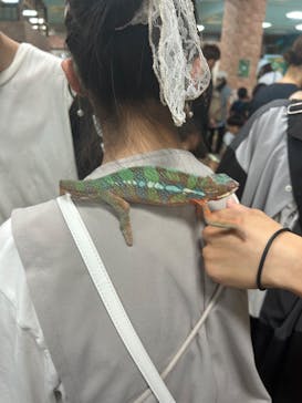 いきもの探検隊上尾に投稿された画像（2024/8/12）