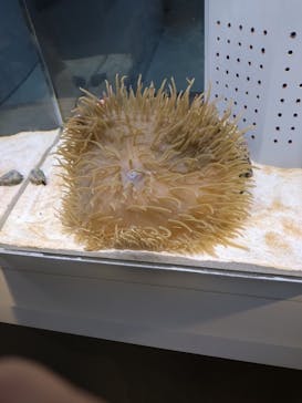 AOAO SAPPOROに投稿された画像（2024/8/12）