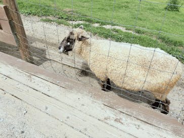 那須どうぶつ王国に投稿された画像（2024/8/12）