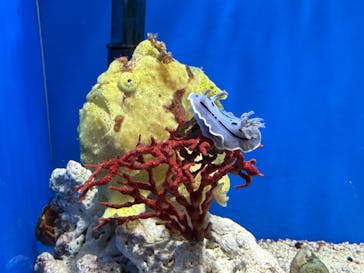 しながわ水族館に投稿された画像（2024/8/12）