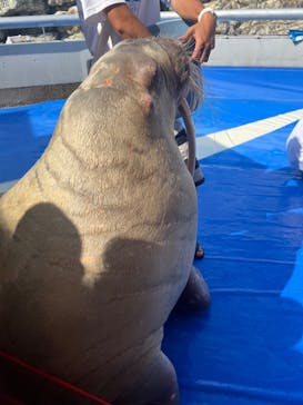 大分マリーンパレス水族館 「うみたまご」に投稿された画像（2024/8/12）