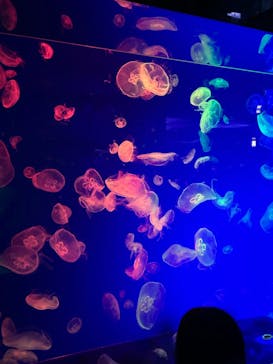 名古屋港水族館に投稿された画像（2024/8/12）