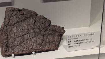 DinoScience 恐竜科学博 ～ララミディア大陸の恐竜物語～ 2024@OSAKAに投稿された画像（2024/8/12）