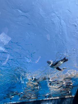 サンシャイン水族館に投稿された画像（2024/8/12）