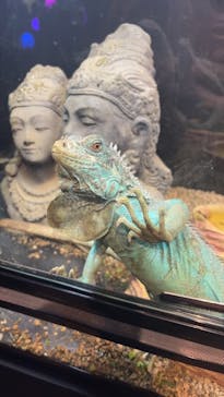 NARA KINGYO MUSEUMに投稿された画像（2024/8/12）