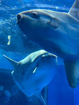 アクアワールド茨城県大洗水族館に投稿された画像（2024/8/12）