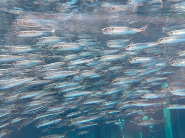 環境水族館アクアマリンふくしまに投稿された画像（2024/8/12）