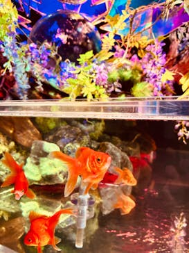 NARA KINGYO MUSEUMに投稿された画像（2024/8/12）