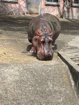 日立市かみね動物園に投稿された画像（2024/8/12）