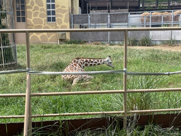 日立市かみね動物園に投稿された画像（2024/8/12）