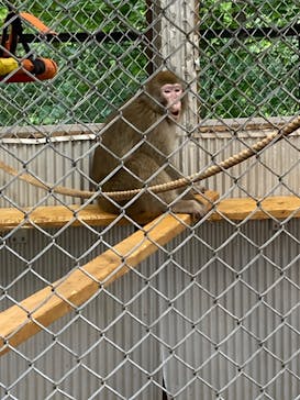 おさるランド＆アニタウン　日光さる軍団劇場に投稿された画像（2024/8/12）