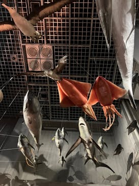 国立科学博物館に投稿された画像（2024/8/12）