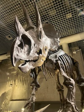 国立科学博物館に投稿された画像（2024/8/12）