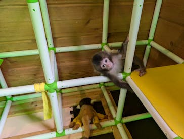 おさるランド＆アニタウン　日光さる軍団劇場に投稿された画像（2024/8/12）