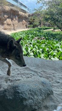 神戸どうぶつ王国に投稿された画像（2024/8/12）